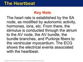 The Heartbeat
Key Note
The heart rate is established by the SA
node, as modified by autonomic activity,
hormones, ions, etc. From there, the
stimulus is conducted through the atrium
to the AV node, the AV bundle, the
bundle branches, and Purkinje fibers to
the ventricular myocardium. The ECG
shows the electrical events associated
with the heartbeat.
Copyright © 2007 Pearson Education, Inc., publishing as Benjamin Cummings
 