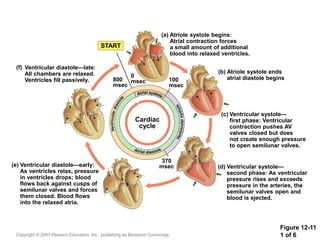 Figure 12-11
1 of 6
START
(f) Ventricular diastole—late:
All chambers are relaxed.
Ventricles fill passively.
(e) Ventricular diastole—early:
As ventricles relax, pressure
in ventricles drops; blood
flows back against cusps of
semilunar valves and forces
them closed. Blood flows
into the relaxed atria.
(a) Atriole systole begins:
Atrial contraction forces
a small amount of additional
blood into relaxed ventricles.
(b) Atriole systole ends
atrial diastole begins
(c) Ventricular systole—
first phase: Ventricular
contraction pushes AV
valves closed but does
not create enough pressure
to open semilunar valves.
(d) Ventricular systole—
second phase: As ventricular
pressure rises and exceeds
pressure in the arteries, the
semilunar valves open and
blood is ejected.
370
msec
100
msec
0
msec
800
msec
Cardiac
cycle
Copyright © 2007 Pearson Education, Inc., publishing as Benjamin Cummings
 