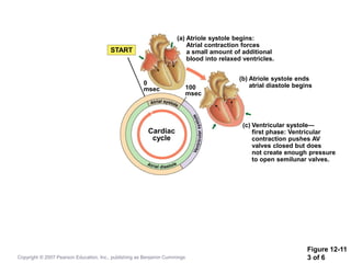 Figure 12-11
3 of 6
START
(a) Atriole systole begins:
Atrial contraction forces
a small amount of additional
blood into relaxed ventricles.
(b) Atriole systole ends
atrial diastole begins
(c) Ventricular systole—
first phase: Ventricular
contraction pushes AV
valves closed but does
not create enough pressure
to open semilunar valves.
100
msec
0
msec
Cardiac
cycle
Copyright © 2007 Pearson Education, Inc., publishing as Benjamin Cummings
 