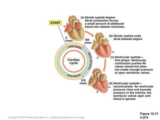 Figure 12-11
4 of 6
START
(a) Atriole systole begins:
Atrial contraction forces
a small amount of additional
blood into relaxed ventricles.
(b) Atriole systole ends
atrial diastole begins
(c) Ventricular systole—
first phase: Ventricular
contraction pushes AV
valves closed but does
not create enough pressure
to open semilunar valves.
(d) Ventricular systole—
second phase: As ventricular
pressure rises and exceeds
pressure in the arteries, the
semilunar valves open and
blood is ejected.
370
msec
100
msec
0
msec
Cardiac
cycle
Copyright © 2007 Pearson Education, Inc., publishing as Benjamin Cummings
 