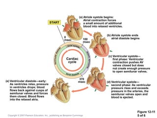 Figure 12-11
5 of 6
START
(e) Ventricular diastole—early:
As ventricles relax, pressure
in ventricles drops; blood
flows back against cusps of
semilunar valves and forces
them closed. Blood flows
into the relaxed atria.
(a) Atriole systole begins:
Atrial contraction forces
a small amount of additional
blood into relaxed ventricles.
(b) Atriole systole ends
atrial diastole begins
(c) Ventricular systole—
first phase: Ventricular
contraction pushes AV
valves closed but does
not create enough pressure
to open semilunar valves.
(d) Ventricular systole—
second phase: As ventricular
pressure rises and exceeds
pressure in the arteries, the
semilunar valves open and
blood is ejected.
370
msec
100
msec
0
msec
Cardiac
cycle
Copyright © 2007 Pearson Education, Inc., publishing as Benjamin Cummings
 