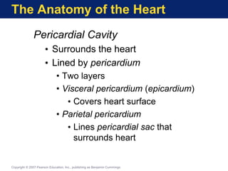 The Anatomy of the Heart
Pericardial Cavity
• Surrounds the heart
• Lined by pericardium
• Two layers
• Visceral pericardium (epicardium)
• Covers heart surface
• Parietal pericardium
• Lines pericardial sac that
surrounds heart
Copyright © 2007 Pearson Education, Inc., publishing as Benjamin Cummings
 