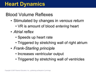 Heart Dynamics
Blood Volume Reflexes
• Stimulated by changes in venous return
• VR is amount of blood entering heart
• Atrial reflex
• Speeds up heart rate
• Triggered by stretching wall of right atrium
• Frank-Starling principle
• Increases ventricular output
• Triggered by stretching wall of ventricles
Copyright © 2007 Pearson Education, Inc., publishing as Benjamin Cummings
 