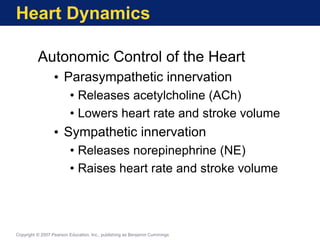 Heart Dynamics
Autonomic Control of the Heart
• Parasympathetic innervation
• Releases acetylcholine (ACh)
• Lowers heart rate and stroke volume
• Sympathetic innervation
• Releases norepinephrine (NE)
• Raises heart rate and stroke volume
Copyright © 2007 Pearson Education, Inc., publishing as Benjamin Cummings
 