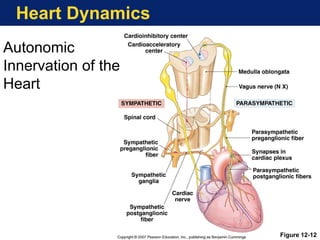 Heart Dynamics
Autonomic
Innervation of the
Heart
Figure 12-12
 