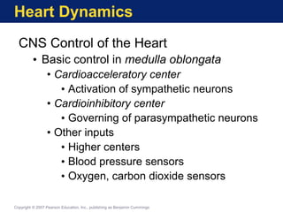 Heart Dynamics
CNS Control of the Heart
• Basic control in medulla oblongata
• Cardioacceleratory center
• Activation of sympathetic neurons
• Cardioinhibitory center
• Governing of parasympathetic neurons
• Other inputs
• Higher centers
• Blood pressure sensors
• Oxygen, carbon dioxide sensors
Copyright © 2007 Pearson Education, Inc., publishing as Benjamin Cummings
 