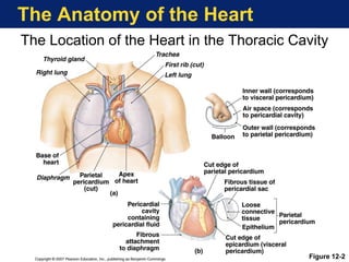 The Anatomy of the Heart
Figure 12-2
The Location of the Heart in the Thoracic Cavity
 