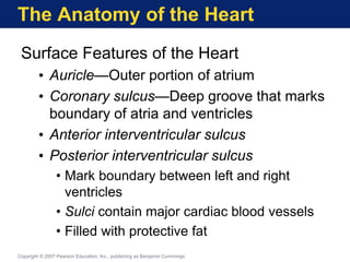 The Anatomy of the Heart
Surface Features of the Heart
• Auricle—Outer portion of atrium
• Coronary sulcus—Deep groove that marks
boundary of atria and ventricles
• Anterior interventricular sulcus
• Posterior interventricular sulcus
• Mark boundary between left and right
ventricles
• Sulci contain major cardiac blood vessels
• Filled with protective fat
Copyright © 2007 Pearson Education, Inc., publishing as Benjamin Cummings
 