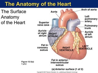 The Anatomy of the Heart
The Surface
Anatomy
of the Heart
Figure 12-3(a)
1 of 2
 