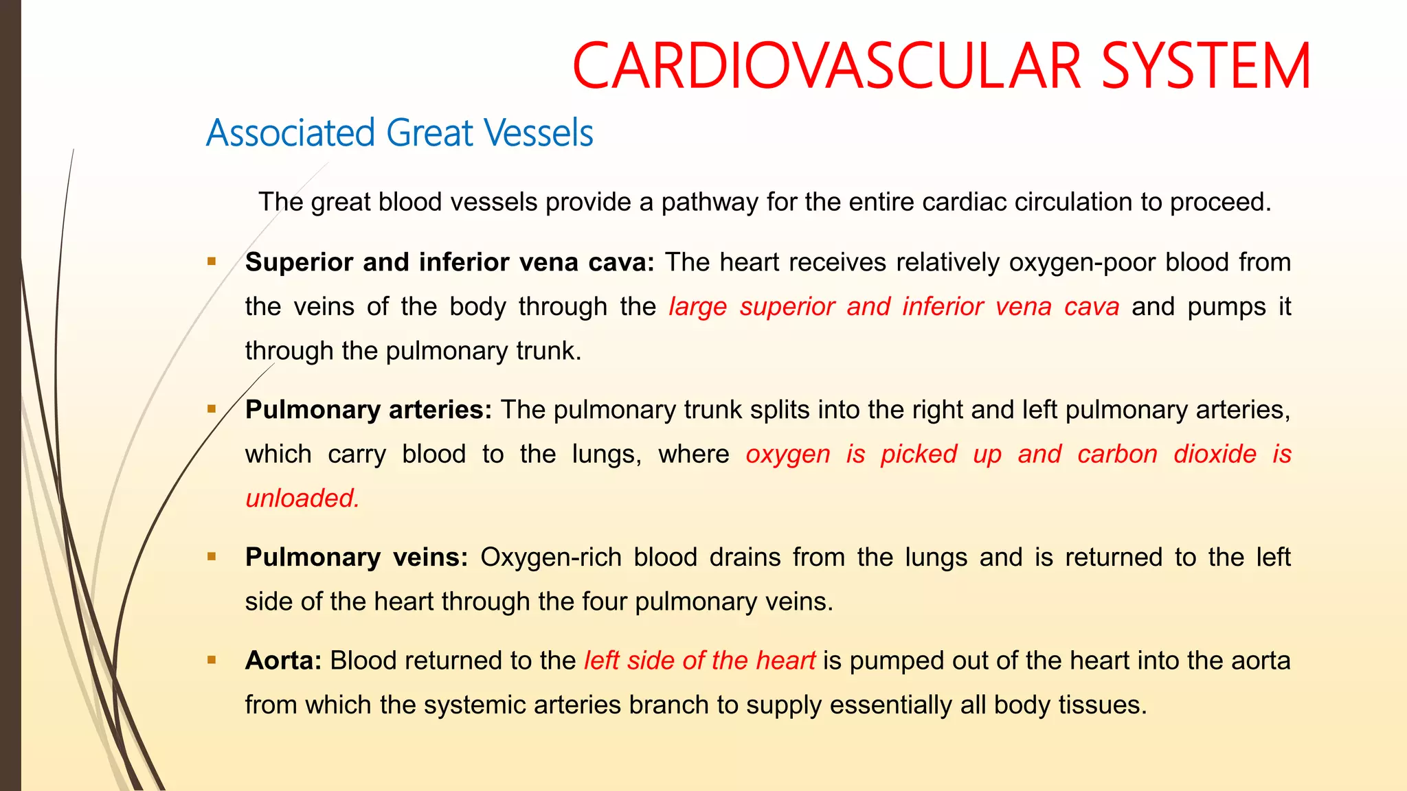 CARDIOVASCULAR SYSTEM
Associated Great Vessels
The great blood vessels provide a pathway for the entire cardiac circulation to proceed.
 Superior and inferior vena cava: The heart receives relatively oxygen-poor blood from
the veins of the body through the large superior and inferior vena cava and pumps it
through the pulmonary trunk.
 Pulmonary arteries: The pulmonary trunk splits into the right and left pulmonary arteries,
which carry blood to the lungs, where oxygen is picked up and carbon dioxide is
unloaded.
 Pulmonary veins: Oxygen-rich blood drains from the lungs and is returned to the left
side of the heart through the four pulmonary veins.
 Aorta: Blood returned to the left side of the heart is pumped out of the heart into the aorta
from which the systemic arteries branch to supply essentially all body tissues.
 