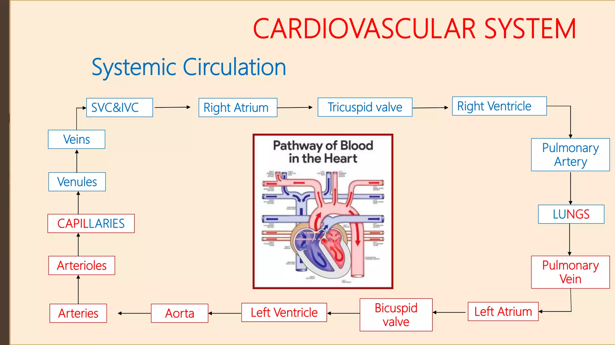 CARDIOVASCULAR SYSTEM
Systemic Circulation
SVC&IVC Right Atrium Tricuspid valve Right Ventricle
Pulmonary
Artery
LUNGS
Pulmonary
Vein
Left Atrium
Bicuspid
valve
Left Ventricle
Aorta
Arteries
Arterioles
CAPILLARIES
Venules
Veins
 