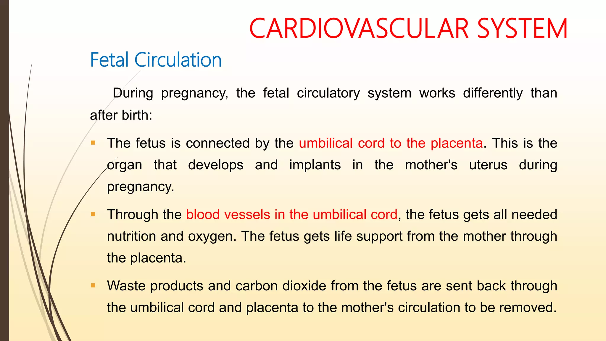 CARDIOVASCULAR SYSTEM
Fetal Circulation
During pregnancy, the fetal circulatory system works differently than
after birth:
 The fetus is connected by the umbilical cord to the placenta. This is the
organ that develops and implants in the mother's uterus during
pregnancy.
 Through the blood vessels in the umbilical cord, the fetus gets all needed
nutrition and oxygen. The fetus gets life support from the mother through
the placenta.
 Waste products and carbon dioxide from the fetus are sent back through
the umbilical cord and placenta to the mother's circulation to be removed.
 