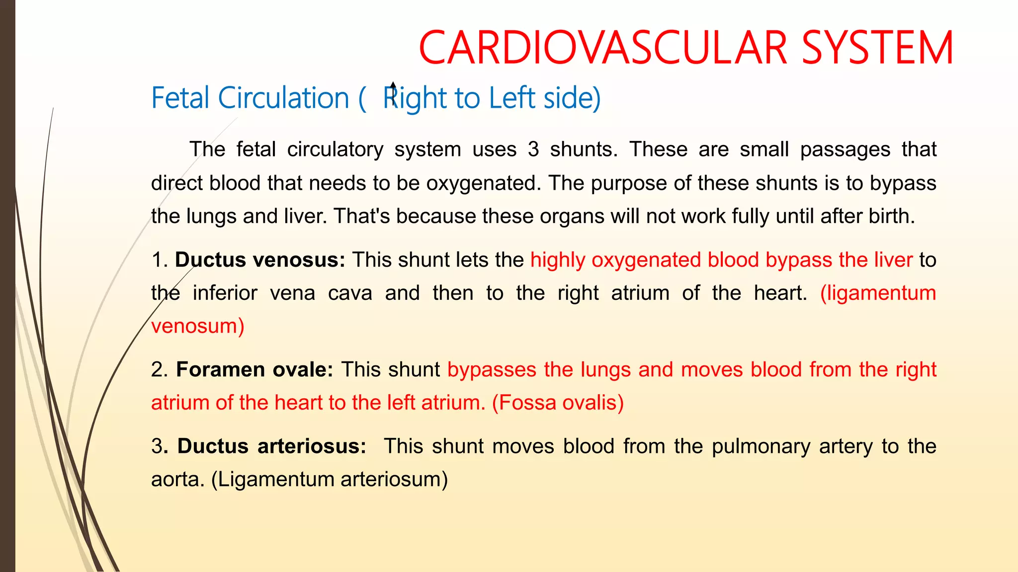 CARDIOVASCULAR SYSTEM
Fetal Circulation ( Right to Left side)
The fetal circulatory system uses 3 shunts. These are small passages that
direct blood that needs to be oxygenated. The purpose of these shunts is to bypass
the lungs and liver. That's because these organs will not work fully until after birth.
1. Ductus venosus: This shunt lets the highly oxygenated blood bypass the liver to
the inferior vena cava and then to the right atrium of the heart. (ligamentum
venosum)
2. Foramen ovale: This shunt bypasses the lungs and moves blood from the right
atrium of the heart to the left atrium. (Fossa ovalis)
3. Ductus arteriosus: This shunt moves blood from the pulmonary artery to the
aorta. (Ligamentum arteriosum)
 