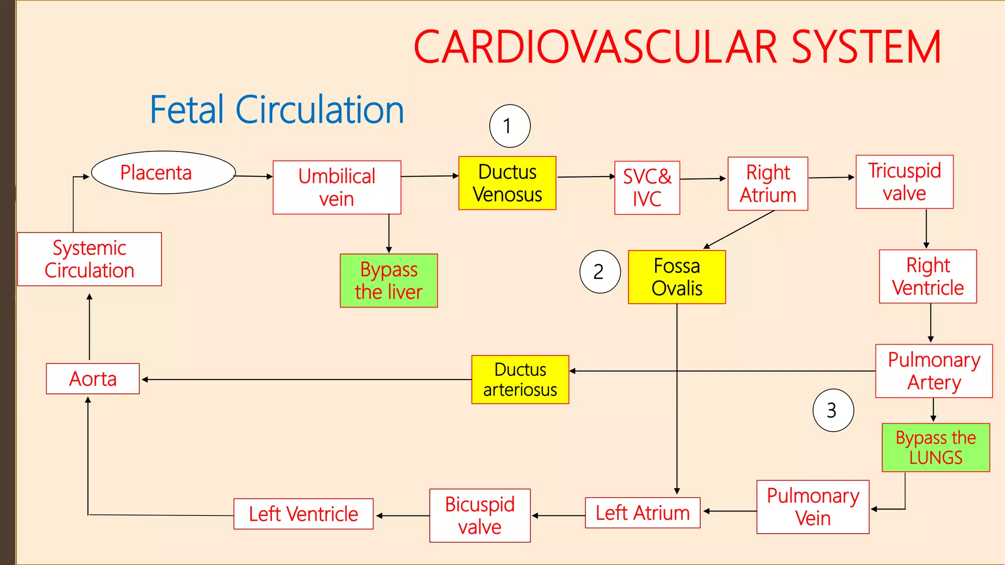 CARDIOVASCULAR SYSTEM
Fetal Circulation
Placenta Umbilical
vein
Ductus
Venosus
Bypass the
LUNGS
Pulmonary
Vein
Left Atrium
Bicuspid
valve
Left Ventricle
Aorta
Bypass
the liver
SVC&
IVC
Right
Atrium
Tricuspid
valve
Right
Ventricle
Pulmonary
Artery
Fossa
Ovalis
Ductus
arteriosus
Systemic
Circulation
1
2
3
 