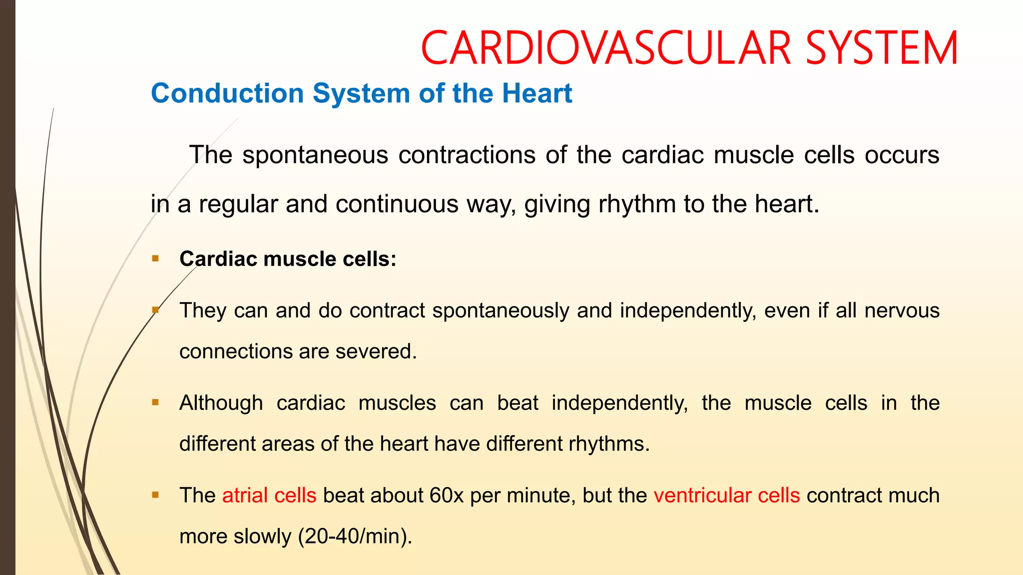 CARDIOVASCULAR SYSTEM
Conduction System of the Heart
The spontaneous contractions of the cardiac muscle cells occurs
in a regular and continuous way, giving rhythm to the heart.
 Cardiac muscle cells:
 They can and do contract spontaneously and independently, even if all nervous
connections are severed.
 Although cardiac muscles can beat independently, the muscle cells in the
different areas of the heart have different rhythms.
 The atrial cells beat about 60x per minute, but the ventricular cells contract much
more slowly (20-40/min).
 