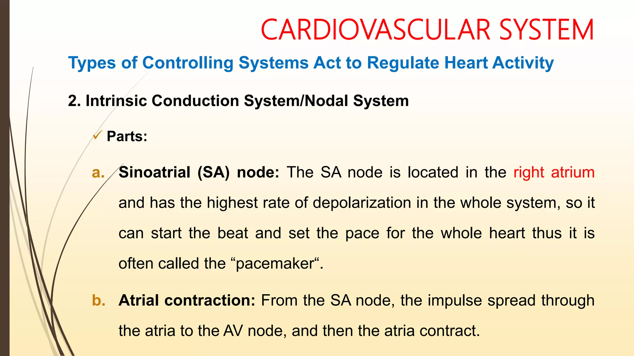 CARDIOVASCULAR SYSTEM
Types of Controlling Systems Act to Regulate Heart Activity
2. Intrinsic Conduction System/Nodal System
 Parts:
a. Sinoatrial (SA) node: The SA node is located in the right atrium
and has the highest rate of depolarization in the whole system, so it
can start the beat and set the pace for the whole heart thus it is
often called the “pacemaker“.
b. Atrial contraction: From the SA node, the impulse spread through
the atria to the AV node, and then the atria contract.
 