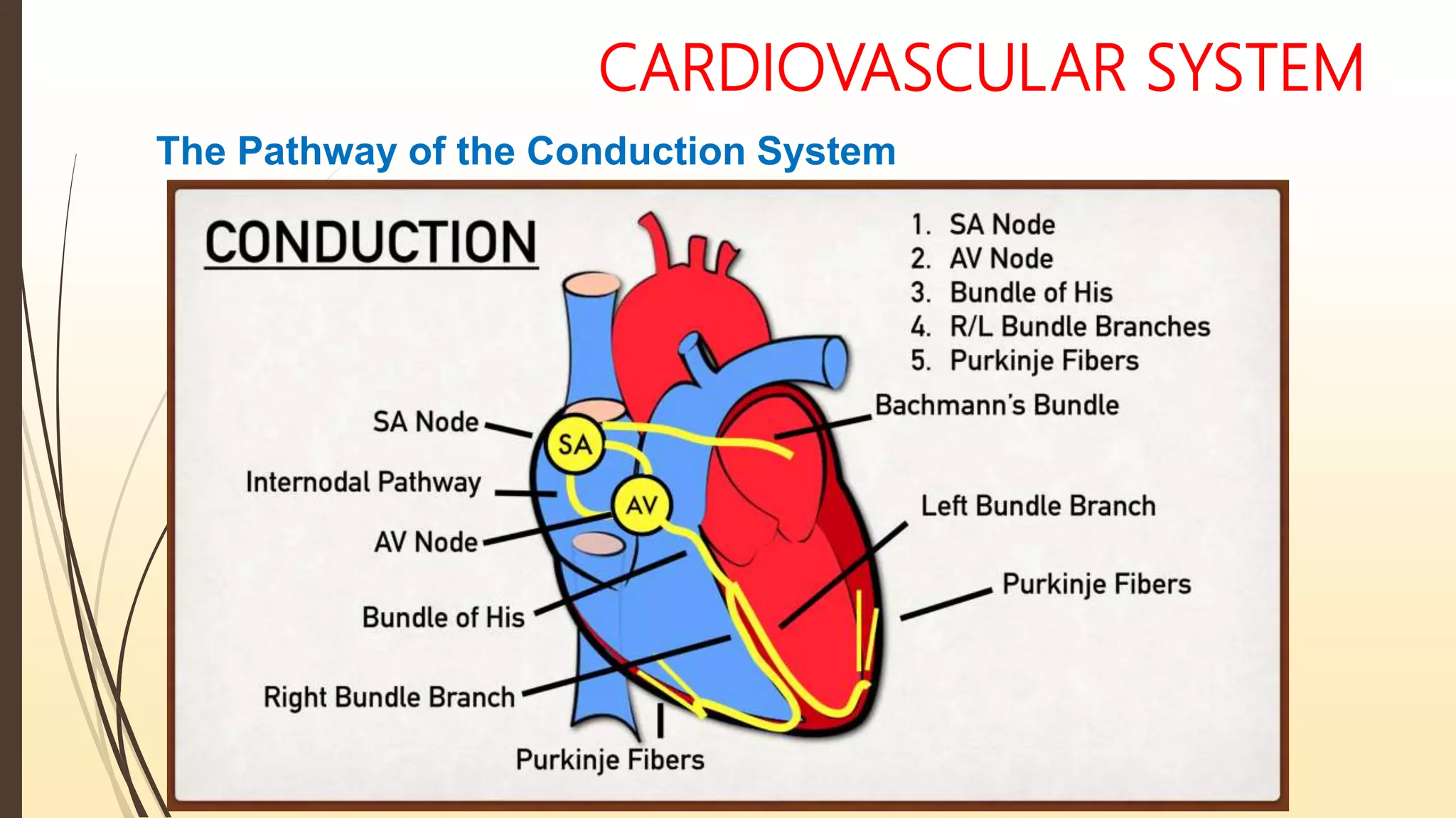 CARDIOVASCULAR SYSTEM
The Pathway of the Conduction System
 