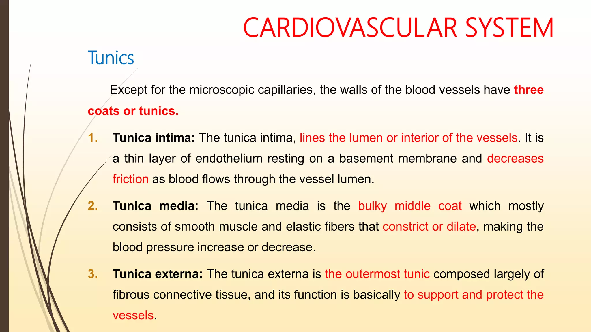 CARDIOVASCULAR SYSTEM
Tunics
Except for the microscopic capillaries, the walls of the blood vessels have three
coats or tunics.
1. Tunica intima: The tunica intima, lines the lumen or interior of the vessels. It is
a thin layer of endothelium resting on a basement membrane and decreases
friction as blood flows through the vessel lumen.
2. Tunica media: The tunica media is the bulky middle coat which mostly
consists of smooth muscle and elastic fibers that constrict or dilate, making the
blood pressure increase or decrease.
3. Tunica externa: The tunica externa is the outermost tunic composed largely of
fibrous connective tissue, and its function is basically to support and protect the
vessels.
 