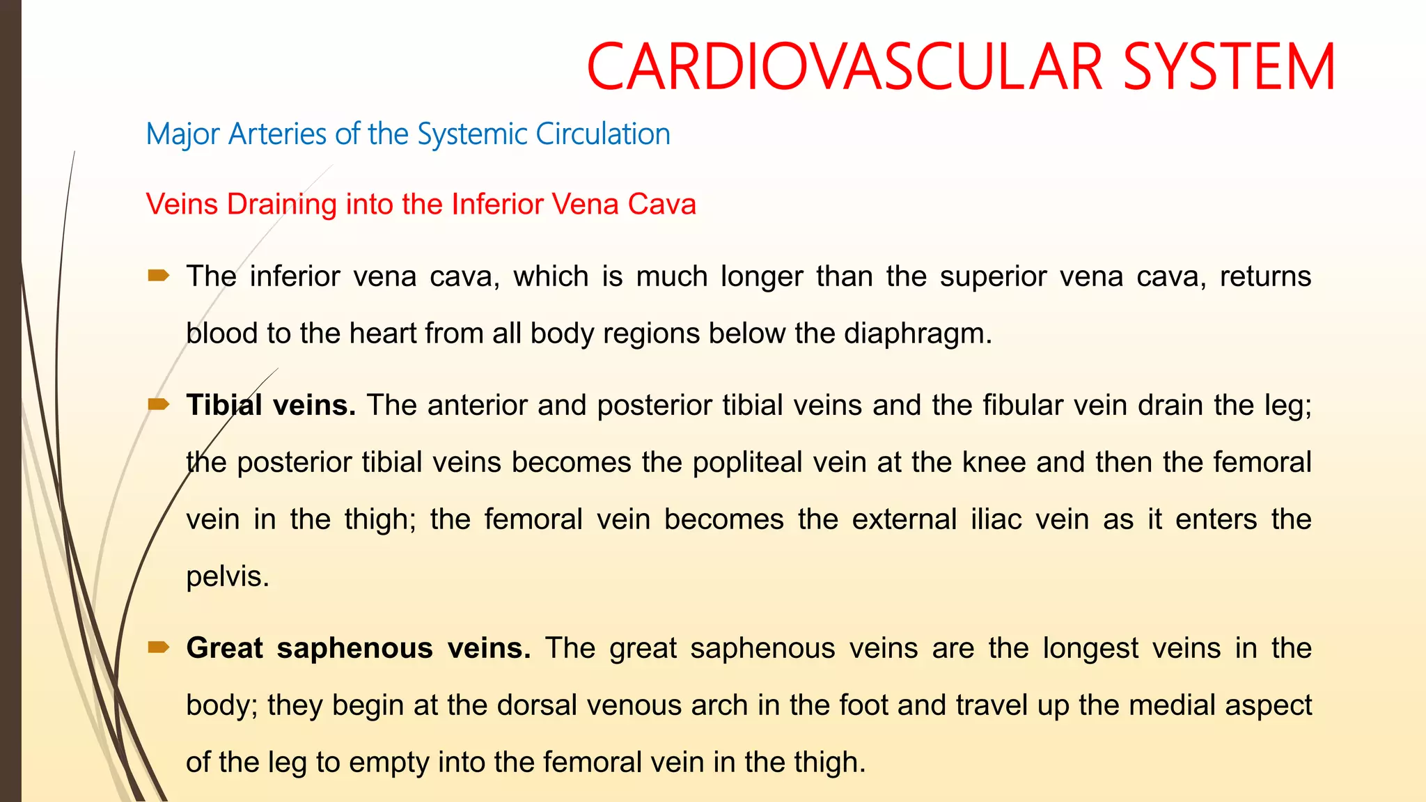 CARDIOVASCULAR SYSTEM
Major Arteries of the Systemic Circulation
Veins Draining into the Inferior Vena Cava
 The inferior vena cava, which is much longer than the superior vena cava, returns
blood to the heart from all body regions below the diaphragm.
 Tibial veins. The anterior and posterior tibial veins and the fibular vein drain the leg;
the posterior tibial veins becomes the popliteal vein at the knee and then the femoral
vein in the thigh; the femoral vein becomes the external iliac vein as it enters the
pelvis.
 Great saphenous veins. The great saphenous veins are the longest veins in the
body; they begin at the dorsal venous arch in the foot and travel up the medial aspect
of the leg to empty into the femoral vein in the thigh.
 