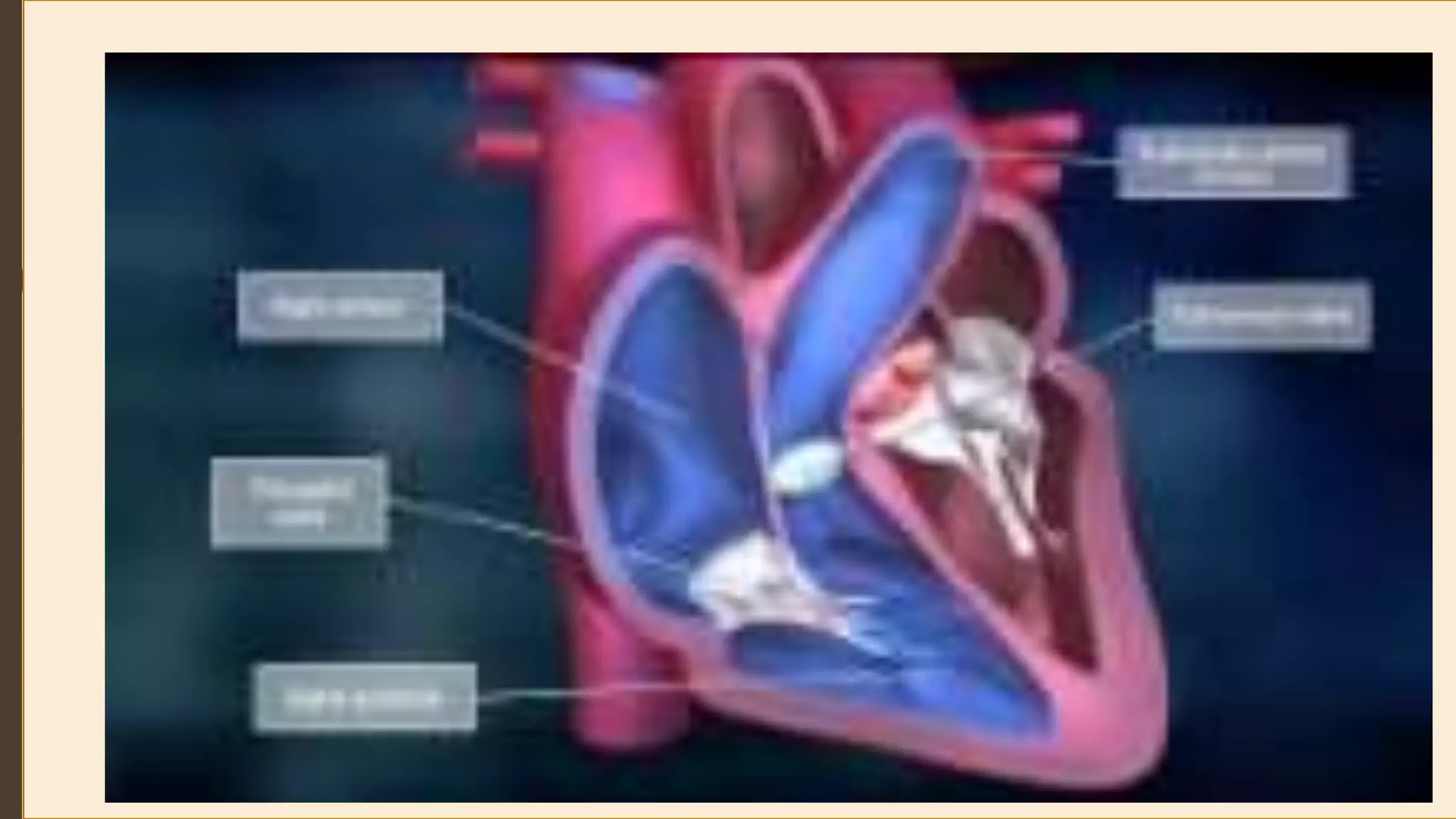 Cardiovascular System.pptx