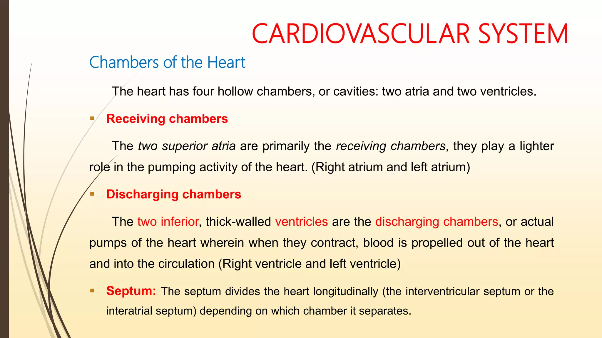 CARDIOVASCULAR SYSTEM
Chambers of the Heart
The heart has four hollow chambers, or cavities: two atria and two ventricles.
 Receiving chambers
The two superior atria are primarily the receiving chambers, they play a lighter
role in the pumping activity of the heart. (Right atrium and left atrium)
 Discharging chambers
The two inferior, thick-walled ventricles are the discharging chambers, or actual
pumps of the heart wherein when they contract, blood is propelled out of the heart
and into the circulation (Right ventricle and left ventricle)
 Septum: The septum divides the heart longitudinally (the interventricular septum or the
interatrial septum) depending on which chamber it separates.
 