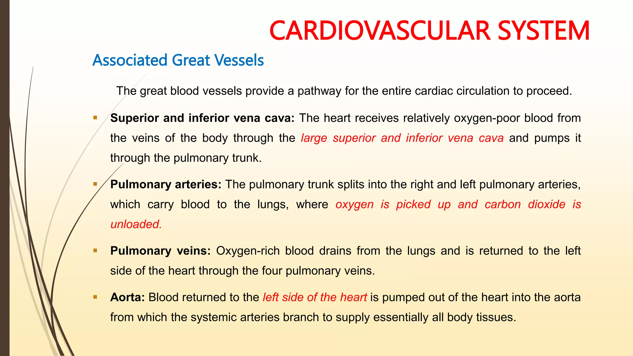 CARDIOVASCULAR SYSTEM
Associated Great Vessels
The great blood vessels provide a pathway for the entire cardiac circulation to proceed.
 Superior and inferior vena cava: The heart receives relatively oxygen-poor blood from
the veins of the body through the large superior and inferior vena cava and pumps it
through the pulmonary trunk.
 Pulmonary arteries: The pulmonary trunk splits into the right and left pulmonary arteries,
which carry blood to the lungs, where oxygen is picked up and carbon dioxide is
unloaded.
 Pulmonary veins: Oxygen-rich blood drains from the lungs and is returned to the left
side of the heart through the four pulmonary veins.
 Aorta: Blood returned to the left side of the heart is pumped out of the heart into the aorta
from which the systemic arteries branch to supply essentially all body tissues.
 