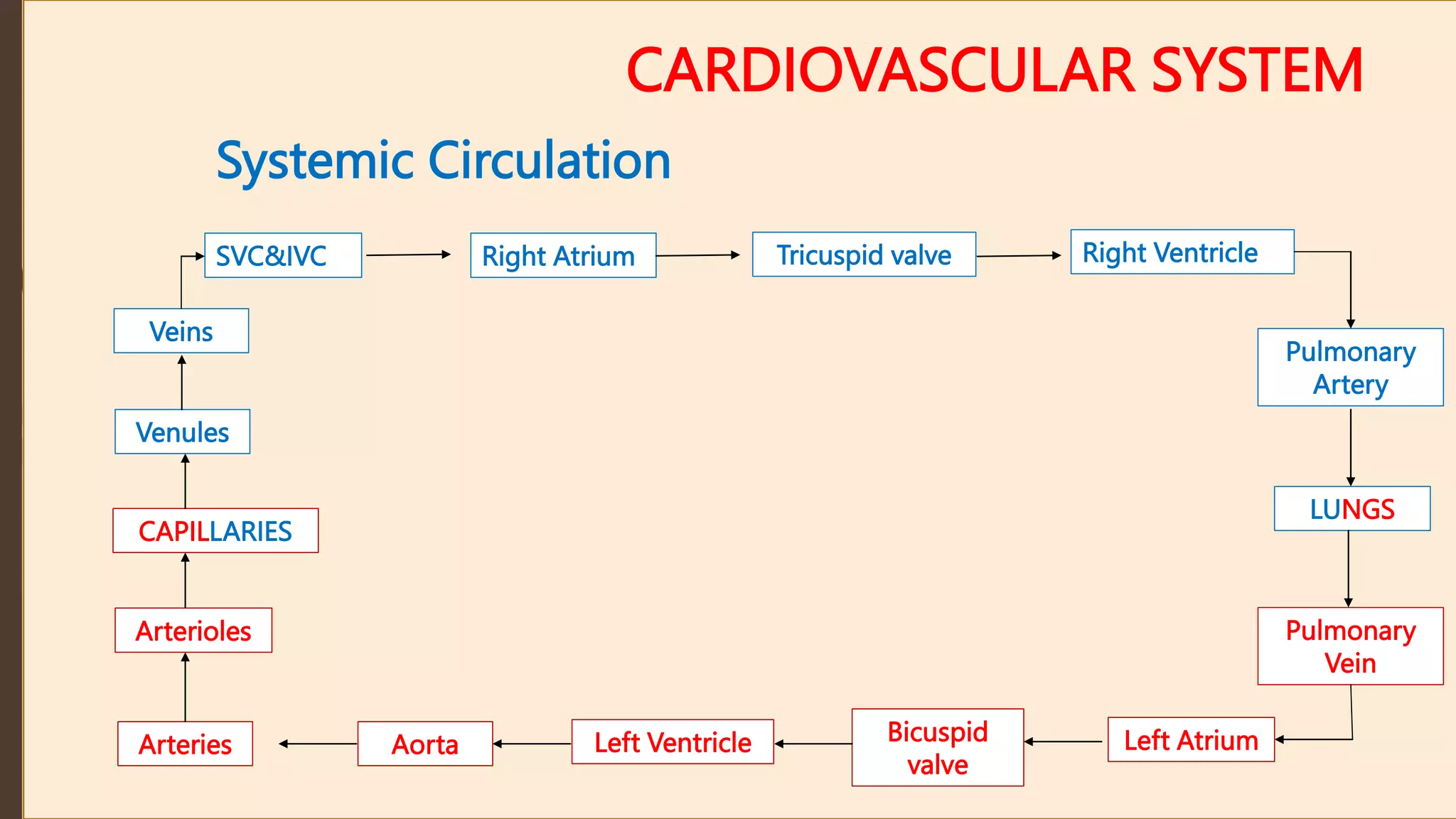 CARDIOVASCULAR SYSTEM
Systemic Circulation
SVC&IVC Right Atrium Tricuspid valve Right Ventricle
Pulmonary
Artery
LUNGS
Pulmonary
Vein
Left Atrium
Bicuspid
valve
Left Ventricle
Aorta
Arteries
Arterioles
CAPILLARIES
Venules
Veins
 
