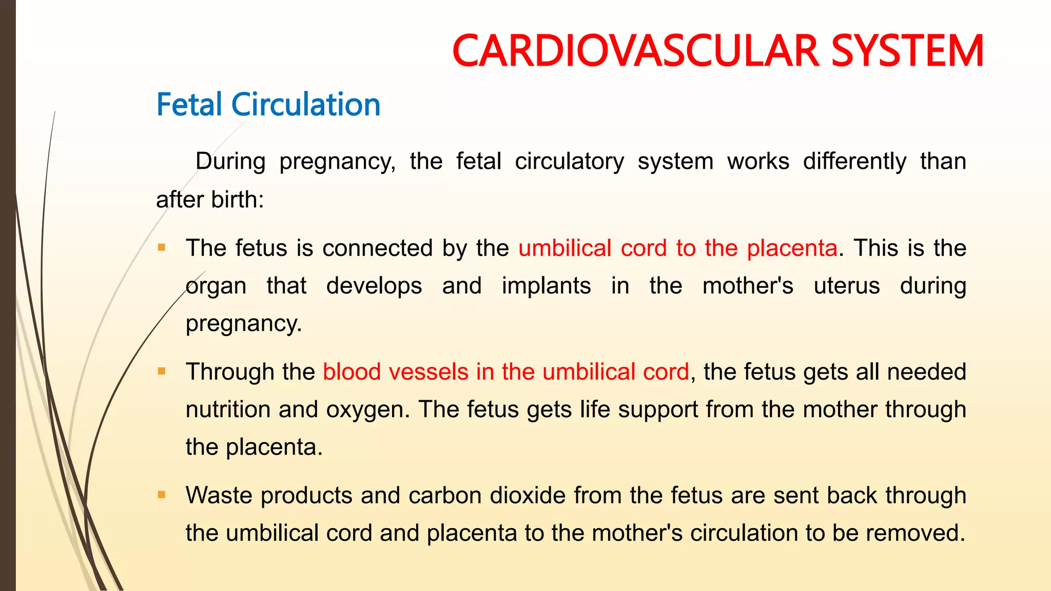 CARDIOVASCULAR SYSTEM
Fetal Circulation
During pregnancy, the fetal circulatory system works differently than
after birth:
 The fetus is connected by the umbilical cord to the placenta. This is the
organ that develops and implants in the mother's uterus during
pregnancy.
 Through the blood vessels in the umbilical cord, the fetus gets all needed
nutrition and oxygen. The fetus gets life support from the mother through
the placenta.
 Waste products and carbon dioxide from the fetus are sent back through
the umbilical cord and placenta to the mother's circulation to be removed.
 