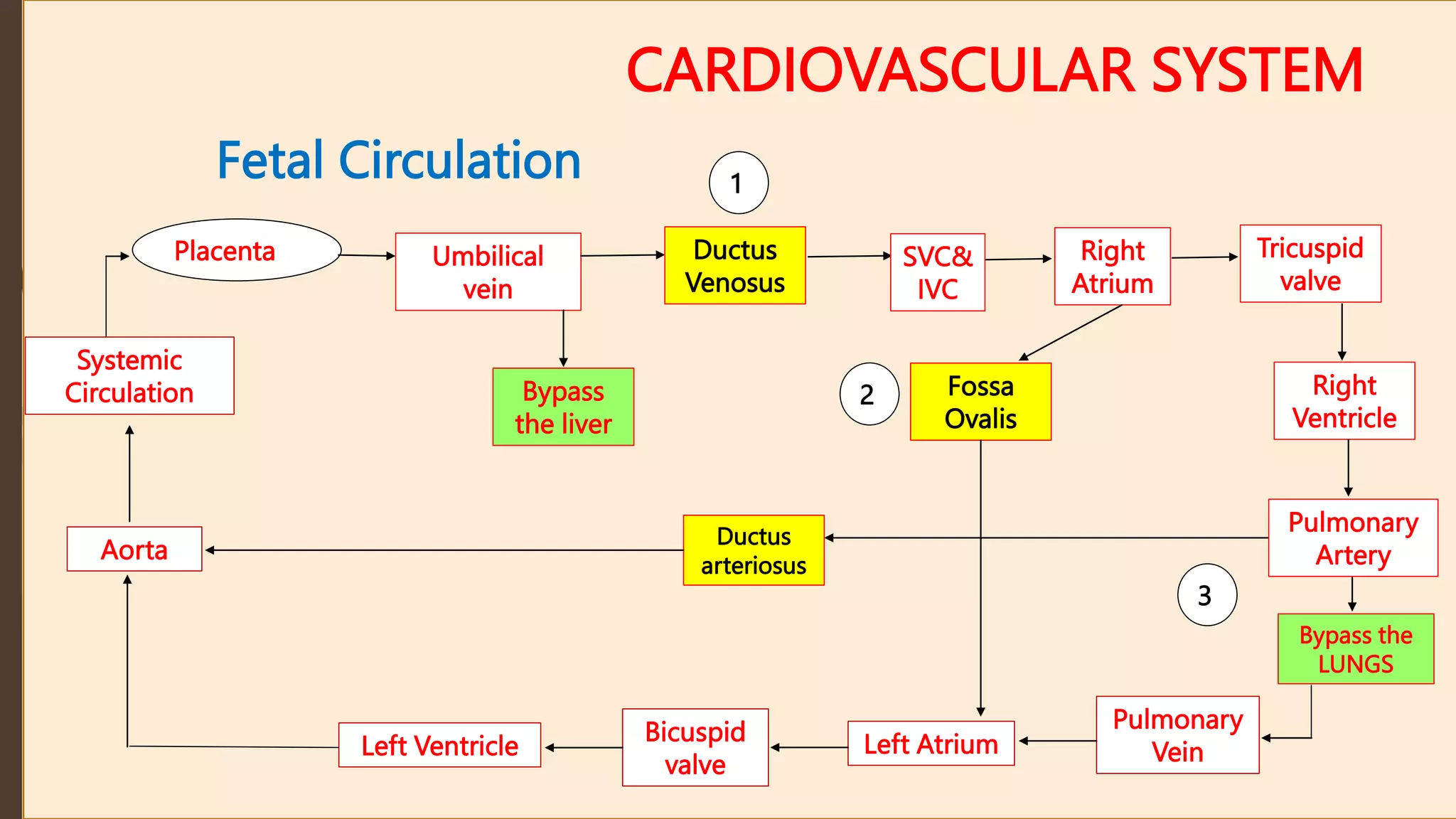 CARDIOVASCULAR SYSTEM
Fetal Circulation
Placenta Umbilical
vein
Ductus
Venosus
Bypass the
LUNGS
Pulmonary
Vein
Left Atrium
Bicuspid
valve
Left Ventricle
Aorta
Bypass
the liver
SVC&
IVC
Right
Atrium
Tricuspid
valve
Right
Ventricle
Pulmonary
Artery
Fossa
Ovalis
Ductus
arteriosus
Systemic
Circulation
1
2
3
 