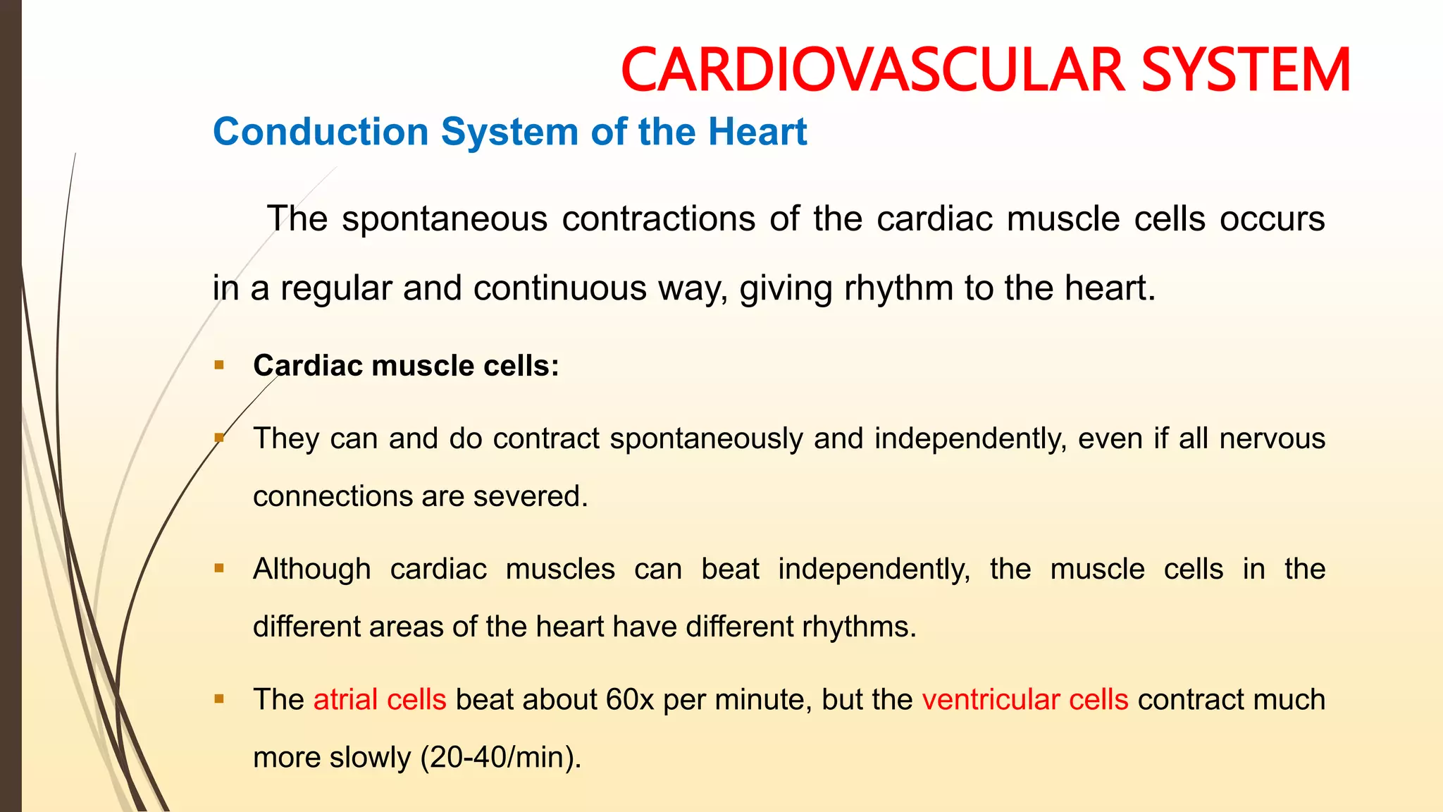 CARDIOVASCULAR SYSTEM
Conduction System of the Heart
The spontaneous contractions of the cardiac muscle cells occurs
in a regular and continuous way, giving rhythm to the heart.
 Cardiac muscle cells:
 They can and do contract spontaneously and independently, even if all nervous
connections are severed.
 Although cardiac muscles can beat independently, the muscle cells in the
different areas of the heart have different rhythms.
 The atrial cells beat about 60x per minute, but the ventricular cells contract much
more slowly (20-40/min).
 