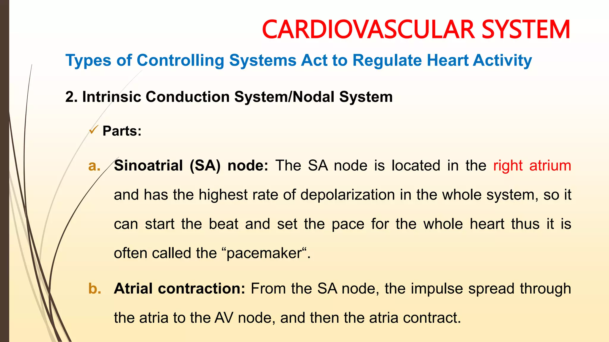 CARDIOVASCULAR SYSTEM
Types of Controlling Systems Act to Regulate Heart Activity
2. Intrinsic Conduction System/Nodal System
 Parts:
a. Sinoatrial (SA) node: The SA node is located in the right atrium
and has the highest rate of depolarization in the whole system, so it
can start the beat and set the pace for the whole heart thus it is
often called the “pacemaker“.
b. Atrial contraction: From the SA node, the impulse spread through
the atria to the AV node, and then the atria contract.
 