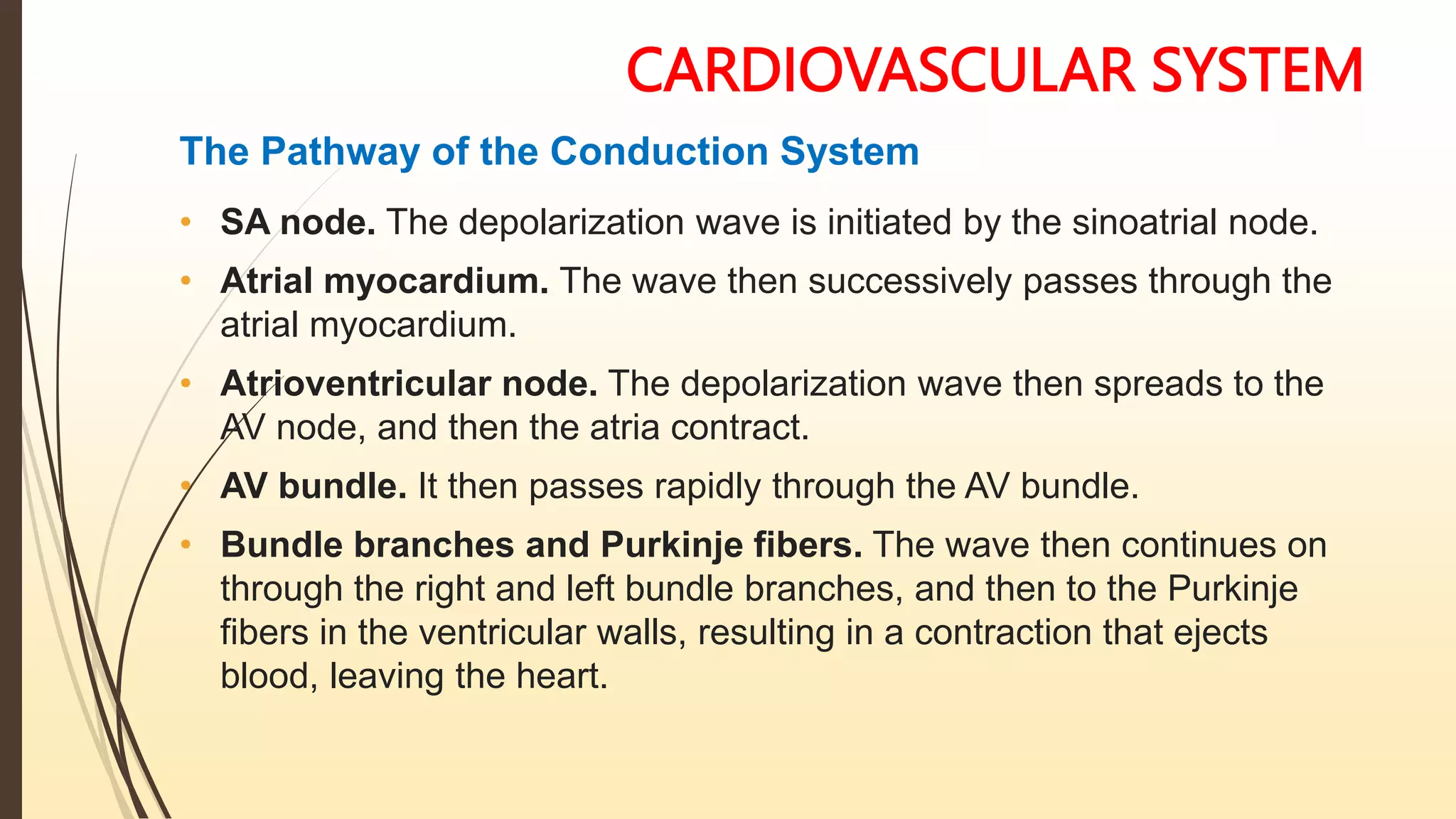 CARDIOVASCULAR SYSTEM
The Pathway of the Conduction System
• SA node. The depolarization wave is initiated by the sinoatrial node.
• Atrial myocardium. The wave then successively passes through the
atrial myocardium.
• Atrioventricular node. The depolarization wave then spreads to the
AV node, and then the atria contract.
• AV bundle. It then passes rapidly through the AV bundle.
• Bundle branches and Purkinje fibers. The wave then continues on
through the right and left bundle branches, and then to the Purkinje
fibers in the ventricular walls, resulting in a contraction that ejects
blood, leaving the heart.
 