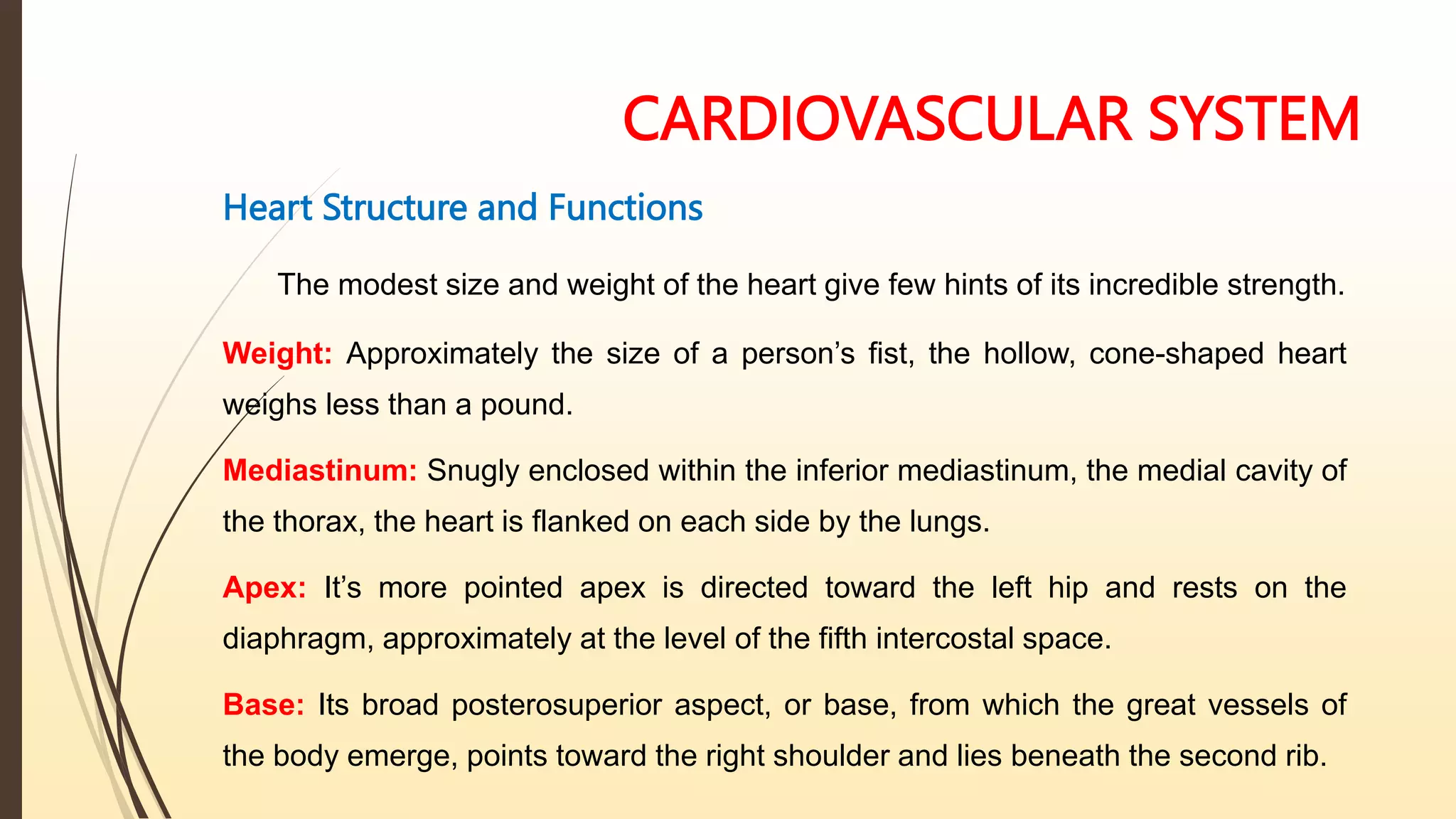 CARDIOVASCULAR SYSTEM
Heart Structure and Functions
The modest size and weight of the heart give few hints of its incredible strength.
Weight: Approximately the size of a person’s fist, the hollow, cone-shaped heart
weighs less than a pound.
Mediastinum: Snugly enclosed within the inferior mediastinum, the medial cavity of
the thorax, the heart is flanked on each side by the lungs.
Apex: It’s more pointed apex is directed toward the left hip and rests on the
diaphragm, approximately at the level of the fifth intercostal space.
Base: Its broad posterosuperior aspect, or base, from which the great vessels of
the body emerge, points toward the right shoulder and lies beneath the second rib.
 
