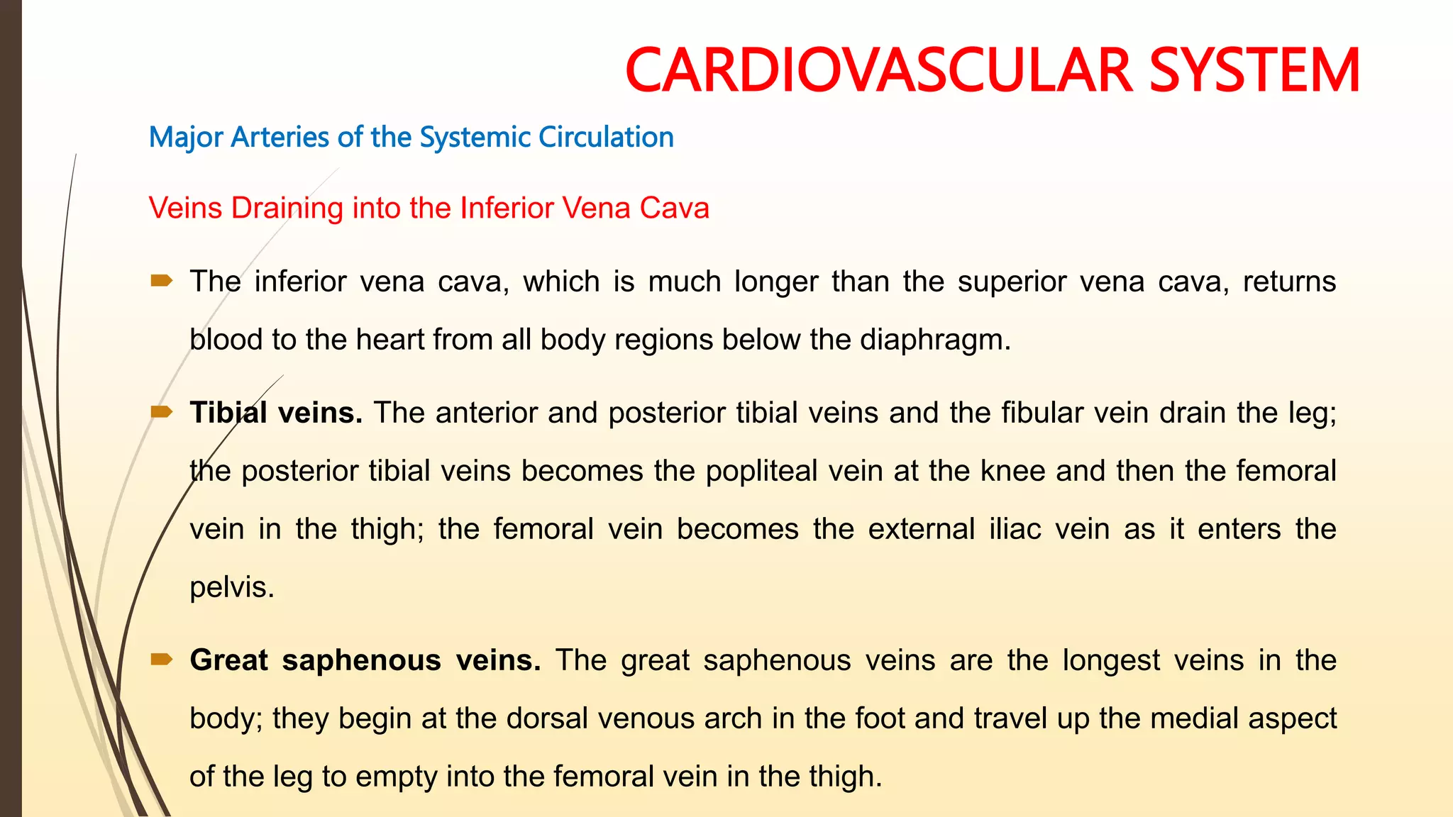 CARDIOVASCULAR SYSTEM
Major Arteries of the Systemic Circulation
Veins Draining into the Inferior Vena Cava
 The inferior vena cava, which is much longer than the superior vena cava, returns
blood to the heart from all body regions below the diaphragm.
 Tibial veins. The anterior and posterior tibial veins and the fibular vein drain the leg;
the posterior tibial veins becomes the popliteal vein at the knee and then the femoral
vein in the thigh; the femoral vein becomes the external iliac vein as it enters the
pelvis.
 Great saphenous veins. The great saphenous veins are the longest veins in the
body; they begin at the dorsal venous arch in the foot and travel up the medial aspect
of the leg to empty into the femoral vein in the thigh.
 