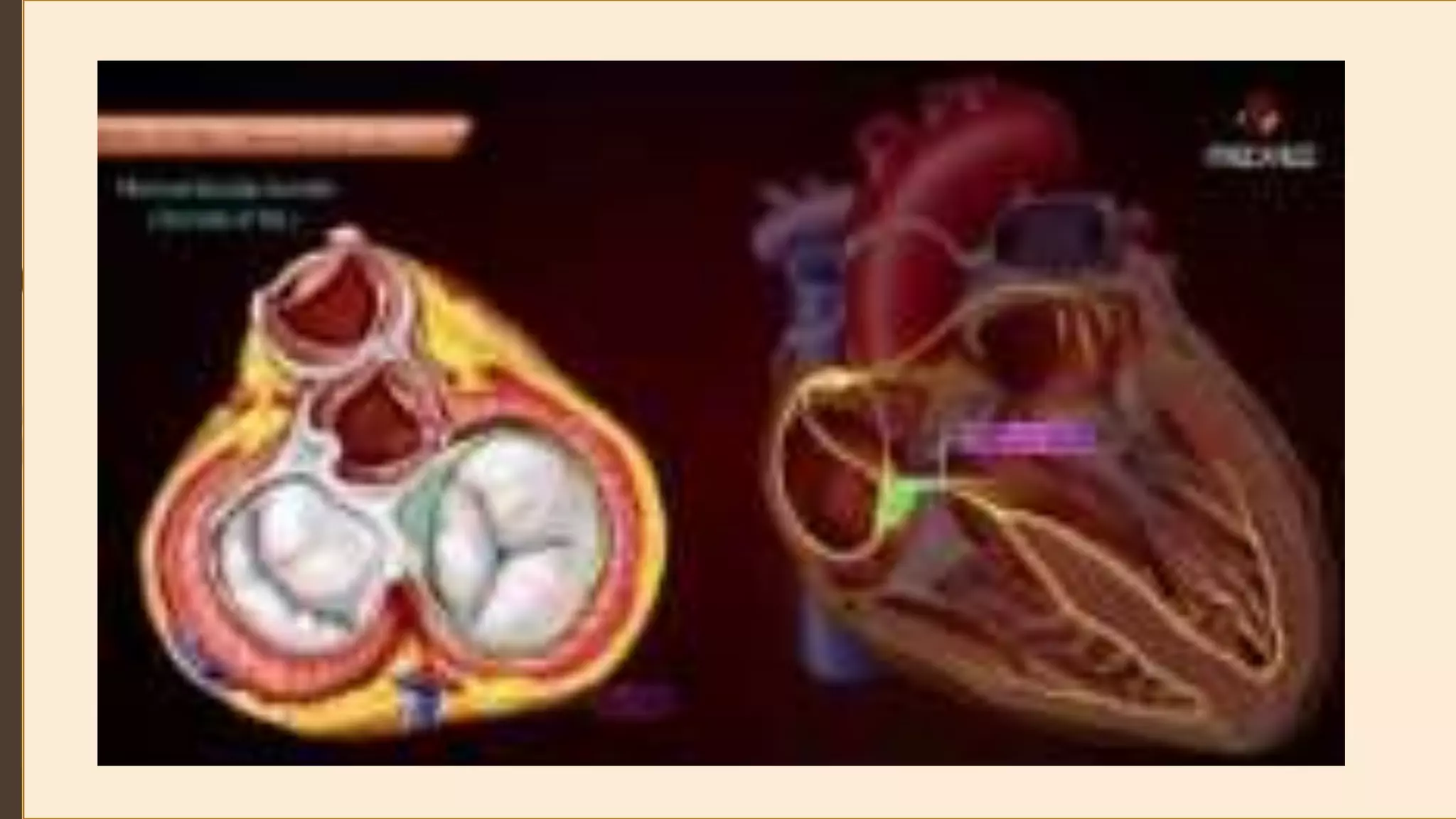 Cardiovascular System.pptx