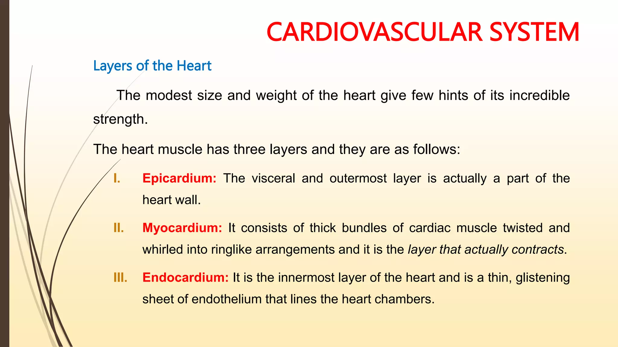 CARDIOVASCULAR SYSTEM
Layers of the Heart
The modest size and weight of the heart give few hints of its incredible
strength.
The heart muscle has three layers and they are as follows:
I. Epicardium: The visceral and outermost layer is actually a part of the
heart wall.
II. Myocardium: It consists of thick bundles of cardiac muscle twisted and
whirled into ringlike arrangements and it is the layer that actually contracts.
III. Endocardium: It is the innermost layer of the heart and is a thin, glistening
sheet of endothelium that lines the heart chambers.
 