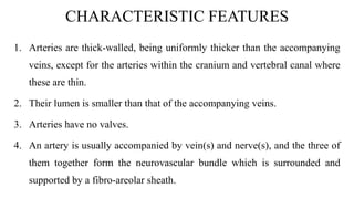 CHARACTERISTIC FEATURES
1. Arteries are thick-walled, being uniformly thicker than the accompanying
veins, except for the arteries within the cranium and vertebral canal where
these are thin.
2. Their lumen is smaller than that of the accompanying veins.
3. Arteries have no valves.
4. An artery is usually accompanied by vein(s) and nerve(s), and the three of
them together form the neurovascular bundle which is surrounded and
supported by a fibro-areolar sheath.
 