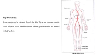 Palpable Arteries
Some arteries can be palpated through the skin. These are: common carotid,
facial, brachial, radial, abdominal aorta, femoral, posterior tibial and dorsalis
pedis (Fig. 5.6).
 
