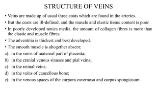 STRUCTURE OF VEINS
• Veins are made up of usual three coats which are found in the arteries.
• But the coats are ill-defined, and the muscle and elastic tissue content is poor.
• In poorly developed tunica media, the amount of collagen fibres is more than
the elastic and muscle fibres.
• The adventitia is thickest and best developed.
• The smooth muscle is altogether absent:
a) in the veins of maternal part of placenta;
b) in the cranial venous sinuses and pial veins;
c) in the retinal veins;
d) in the veins of cancellous bone;
e) in the venous spaces of the corpora cavernosa and corpus spongiosum.
 