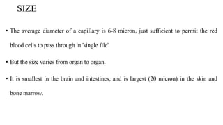 SIZE
• The average diameter of a capillary is 6-8 micron, just sufficient to permit the red
blood cells to pass through in 'single file'.
• But the size varies from organ to organ.
• It is smallest in the brain and intestines, and is largest (20 micron) in the skin and
bone marrow.
 