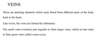 VEINS
These are draining channels which carry blood from different parts of the body
back to the heart.
Like rivers, the veins are formed by tributaries.
The small veins (venules) join together to form larger veins, which in turn unite
to form great veins called venae cavae.
 