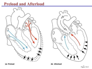 CARDIOVASCULAR SYSTEM.ppt