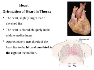 Cardiovascular system.pdf