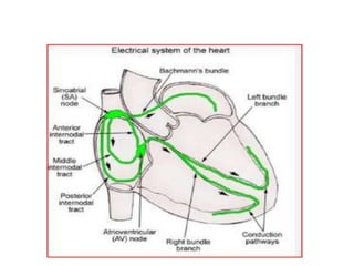 Cardiovascular System Human Anatomy And Physiology Pptx Cardiovascular System Human Anatomy And Physiology Pptx