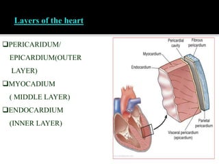 CARDIOVASCULAR SYSTEM- human anatomy and physiology.pptx