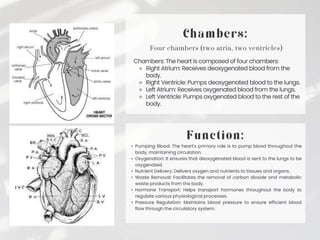Chambers: The heart is composed of four chambers:
⚬ Right Atrium: Receives deoxygenated blood from the
body.
⚬ Right Ventricle: Pumps deoxygenated blood to the lungs.
⚬ Left Atrium: Receives oxygenated blood from the lungs.
⚬ Left Ventricle: Pumps oxygenated blood to the rest of the
body.
Four chambers (two atria, two ventricles)
• Pumping Blood: The heart's primary role is to pump blood throughout the
body, maintaining circulation.
• Oxygenation: It ensures that deoxygenated blood is sent to the lungs to be
oxygenated.
• Nutrient Delivery: Delivers oxygen and nutrients to tissues and organs.
• Waste Removal: Facilitates the removal of carbon dioxide and metabolic
waste products from the body.
• Hormone Transport: Helps transport hormones throughout the body to
regulate various physiological processes.
• Pressure Regulation: Maintains blood pressure to ensure efficient blood
flow through the circulatory system.
 