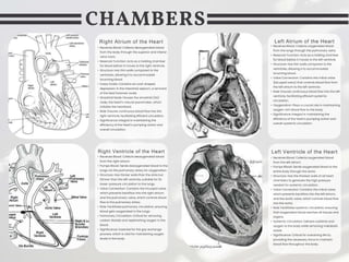 Right Atrium of the Heart
• Receives Blood: Collects deoxygenated blood
from the body through the superior and inferior
vena cava.
• Reservoir Function: Acts as a holding chamber
for blood before it moves to the right ventricle.
• Structure: Has thin walls compared to the
ventricles, allowing it to accommodate
incoming blood.
• Fossa Ovalis: Contains an oval-shaped
depression in the interatrial septum, a remnant
of the fetal foramen ovale.
• Sinoatrial Node: Houses the sinoatrial (SA)
node, the heart's natural pacemaker, which
initiates the heartbeat.
• Role: Ensures continuous blood flow into the
right ventricle, facilitating efficient circulation.
• Significance: Integral in maintaining the
efficiency of the heart’s pumping action and
overall circulation.
Right Ventricle of the Heart
• Receives Blood: Collects deoxygenated blood
from the right atrium.
• Pumps Blood: Sends deoxygenated blood to the
lungs via the pulmonary artery for oxygenation.
• Structure: Has thicker walls than the atria but
thinner than the left ventricle, suitable for its
lower-pressure circulation to the lungs.
• Valve Connection: Contains the tricuspid valve,
which prevents backflow into the right atrium,
and the pulmonary valve, which controls blood
flow to the pulmonary artery.
• Role: Facilitates pulmonary circulation, ensuring
blood gets oxygenated in the lungs.
• Pulmonary Circulation: Critical for removing
carbon dioxide and replenishing oxygen in the
blood.
• Significance: Essential for the gas exchange
process, which is vital for maintaining oxygen
levels in the body.
Left Ventricle of the Heart
• Receives Blood: Collects oxygenated blood
from the left atrium.
• Pumps Blood: Sends oxygenated blood to the
entire body through the aorta.
• Structure: Has the thickest walls of all heart
chambers to generate the high pressure
needed for systemic circulation.
• Valve Connection: Contains the mitral valve,
which prevents backflow into the left atrium,
and the aortic valve, which controls blood flow
into the aorta.
• Role: Facilitates systemic circulation, ensuring
that oxygenated blood reaches all tissues and
organs.
• Systemic Circulation: Delivers nutrients and
oxygen to the body while removing metabolic
waste.
• Significance: Critical for sustaining life by
providing the necessary force to maintain
blood flow throughout the body.
CHAMBERS
Left Atrium of the Heart
• Receives Blood: Collects oxygenated blood
from the lungs through the pulmonary veins.
• Reservoir Function: Acts as a holding chamber
for blood before it moves to the left ventricle.
• Structure: Has thin walls compared to the
ventricles, allowing it to accommodate
incoming blood.
• Valve Connection: Contains the mitral valve
(bicuspid valve) that controls blood flow from
the left atrium to the left ventricle.
• Role: Ensures continuous blood flow into the left
ventricle, facilitating efficient systemic
circulation.
• Oxygenation: Plays a crucial role in maintaining
oxygen-rich blood flow to the body.
• Significance: Integral in maintaining the
efficiency of the heart’s pumping action and
overall systemic circulation
 