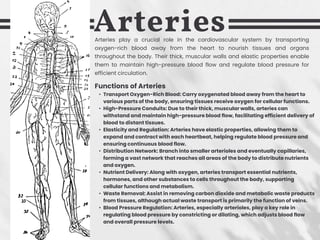 Arteries
Arteries play a crucial role in the cardiovascular system by transporting
oxygen-rich blood away from the heart to nourish tissues and organs
throughout the body. Their thick, muscular walls and elastic properties enable
them to maintain high-pressure blood flow and regulate blood pressure for
efficient circulation.
Functions of Arteries
• Transport Oxygen-Rich Blood: Carry oxygenated blood away from the heart to
various parts of the body, ensuring tissues receive oxygen for cellular functions.
• High-Pressure Conduits: Due to their thick, muscular walls, arteries can
withstand and maintain high-pressure blood flow, facilitating efficient delivery of
blood to distant tissues.
• Elasticity and Regulation: Arteries have elastic properties, allowing them to
expand and contract with each heartbeat, helping regulate blood pressure and
ensuring continuous blood flow.
• Distribution Network: Branch into smaller arterioles and eventually capillaries,
forming a vast network that reaches all areas of the body to distribute nutrients
and oxygen.
• Nutrient Delivery: Along with oxygen, arteries transport essential nutrients,
hormones, and other substances to cells throughout the body, supporting
cellular functions and metabolism.
• Waste Removal: Assist in removing carbon dioxide and metabolic waste products
from tissues, although actual waste transport is primarily the function of veins.
• Blood Pressure Regulation: Arteries, especially arterioles, play a key role in
regulating blood pressure by constricting or dilating, which adjusts blood flow
and overall pressure levels.
 