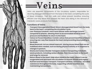 Veins
Functions of Veins
• Transport Deoxygenated Blood: Return deoxygenated blood from the body
back to the heart, completing the circulation cycle.
• Low-Pressure Conduits: Veins have thinner walls and larger lumens
compared to arteries, allowing them to accommodate blood at lower
pressure and facilitate its return to the heart.
• Valves to Prevent Backflow: Contain valves that prevent backflow of blood,
ensuring one-way flow towards the heart and preventing blood pooling in
the limbs.
• Blood Reservoir: Act as a blood reservoir, storing excess blood that can be
mobilized when needed, such as during physical activity or in response to
changes in posture.
• Waste and Carbon Dioxide Transport: Assist in transporting metabolic
waste products, including carbon dioxide, from tissues back to the heart
and lungs for removal.
• Return Blood to the Heart: Help return blood to the heart, where it can be
oxygenated and sent back into circulation to nourish tissues and organs.
• Nutrient and Hormone Transport: Transport nutrients, hormones, and other
substances throughout the body, supporting cellular functions and
maintaining homeostasis.
Veins are essential components of the circulatory system, responsible for
returning deoxygenated blood from the body to the heart, completing the cycle
of blood circulation. Their thin walls and valves prevent backflow, ensuring
efficient one-way blood flow towards the heart and aiding in the removal of
metabolic waste products from tissues.
 