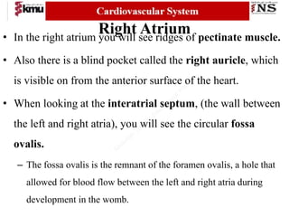 Pectinate Ridges Cardiovascular system for nursing 1.pptx